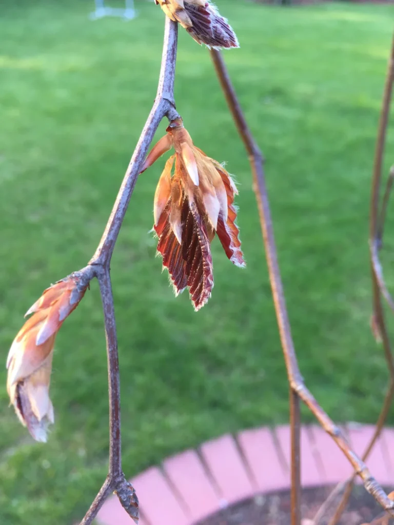 Spring leaf growth in the D Arbor Professionals tree gallery