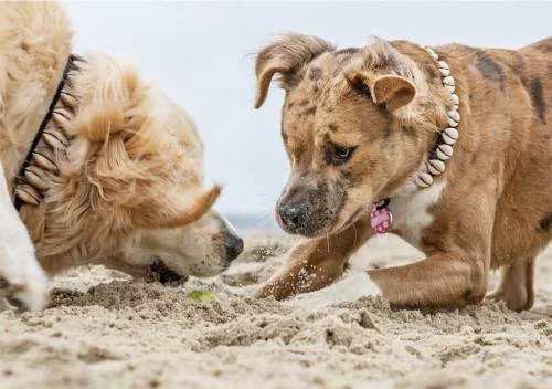 Two dogs wearing seashell collars while playing on a sandy beach