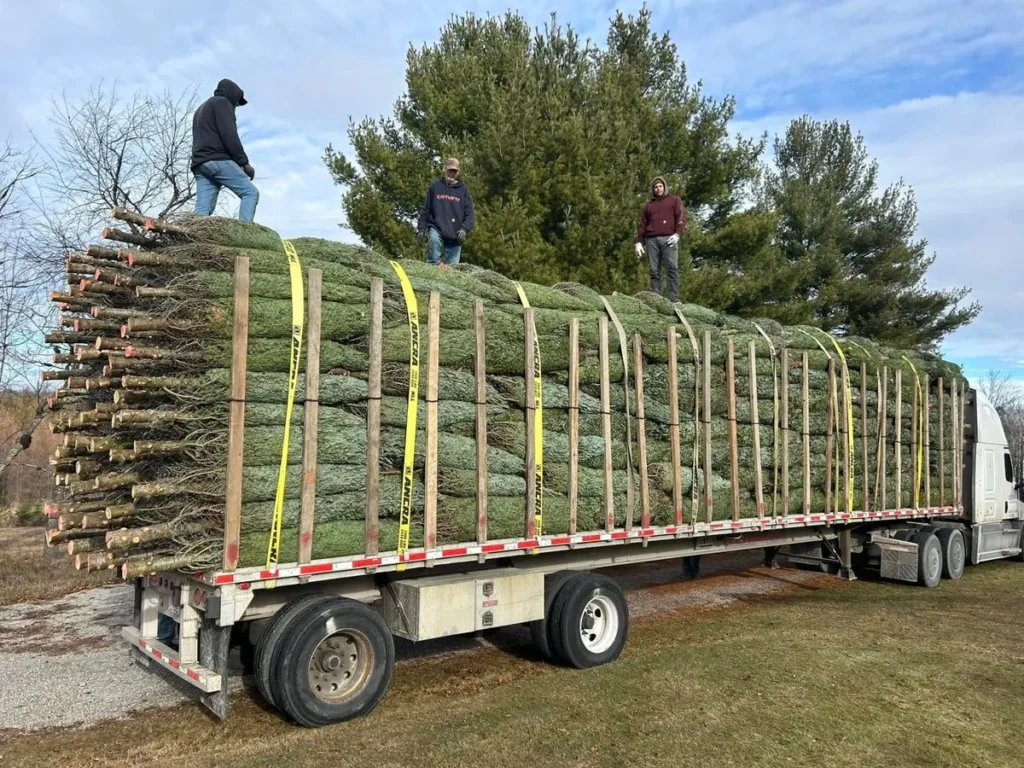 Tree delivery trailer in the Superior Evergreens gallery